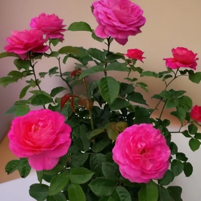 花宫娜月季花苗阳台盆栽花卉四季开花植物大花浓香蔷薇玫瑰花树苗