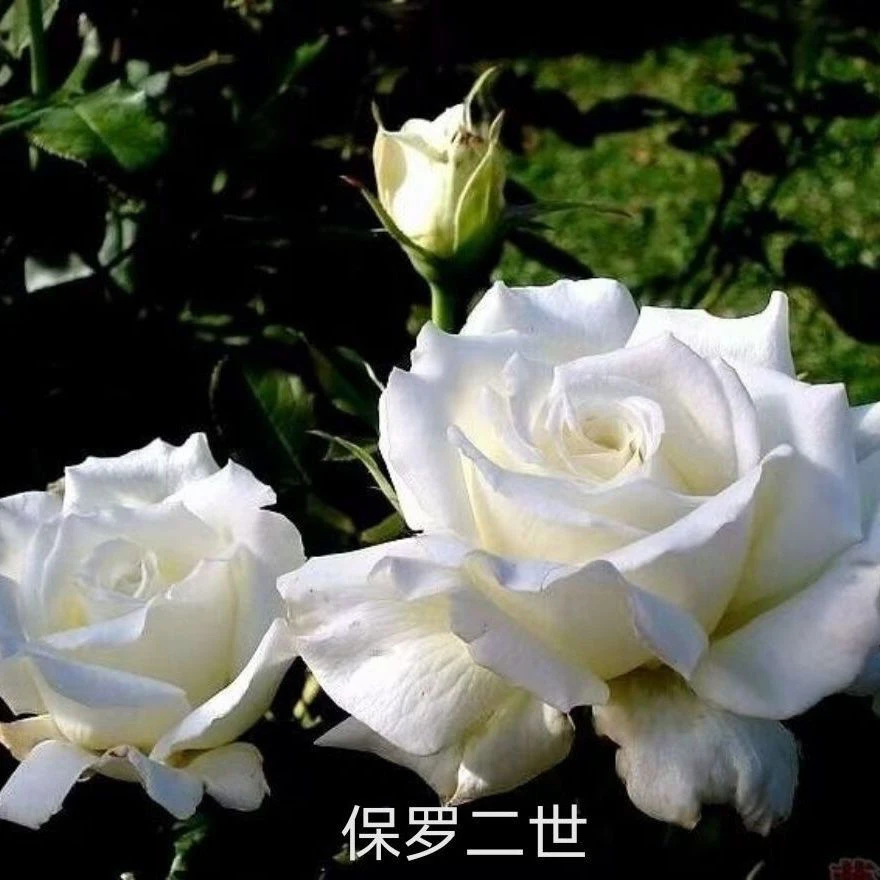 保罗二世月季花苗阳台盆栽花卉四季开花植物带花苞蔷薇玫瑰花树苗