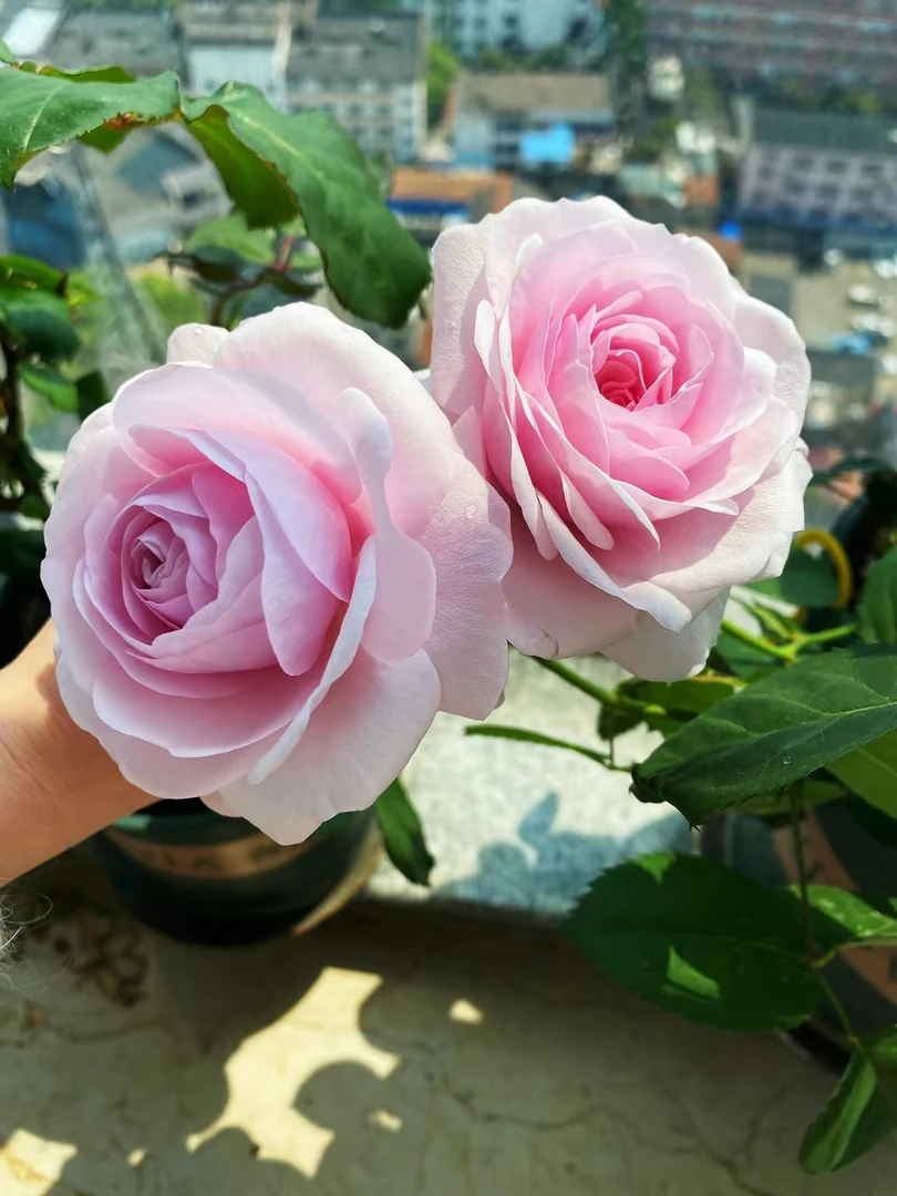 奥利维亚月季花苗阳台盆栽花卉四季开花植物带花苞蔷薇玫瑰花树苗