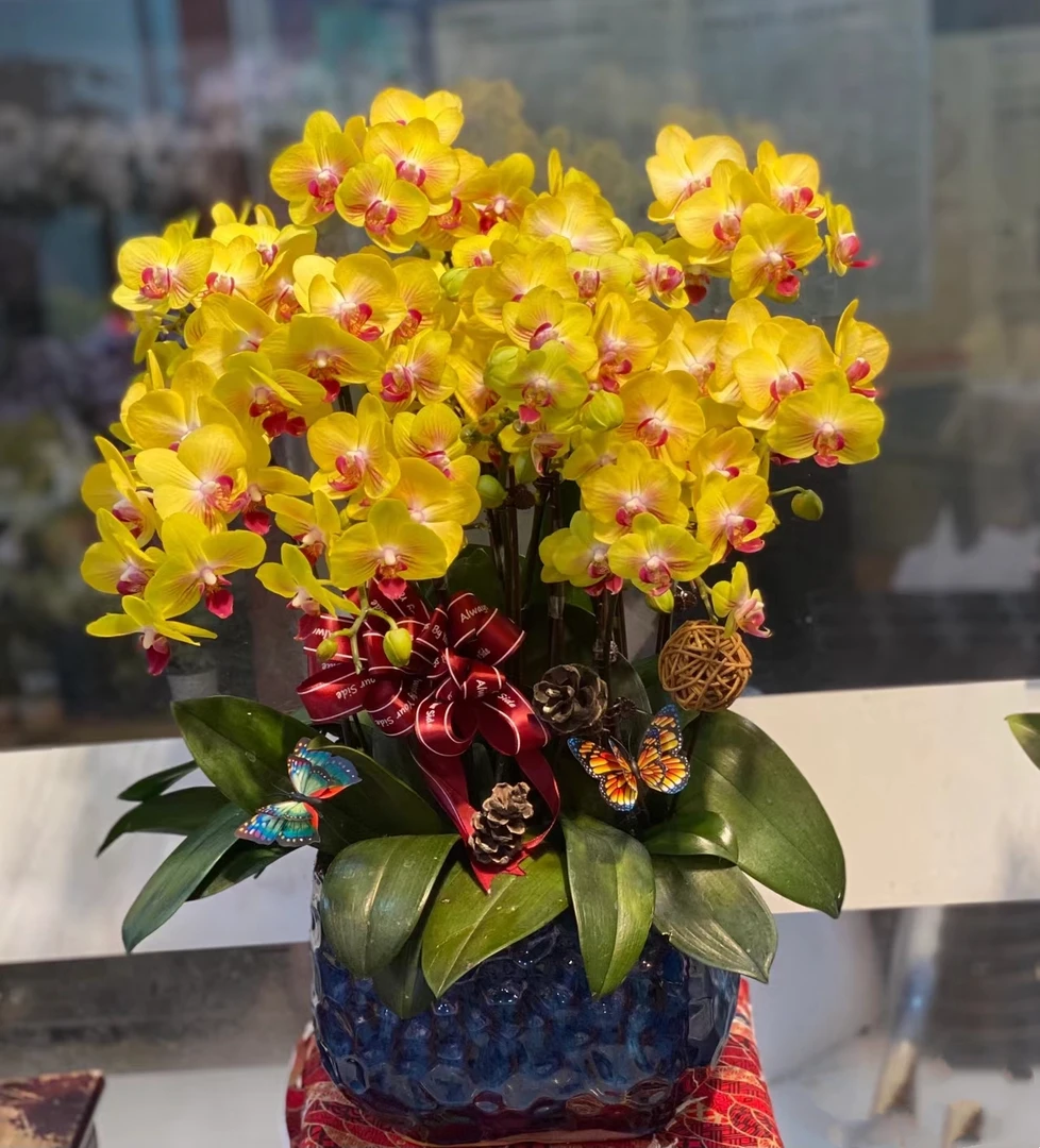 【带花剑】金公主蝴蝶兰花苗带花剑3.0寸杯