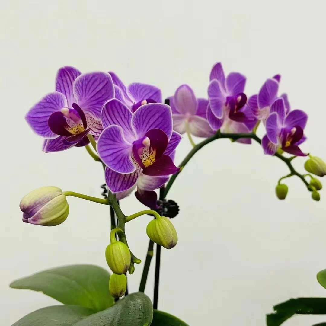 【双苗 多花剑】小蜂鸟蝴蝶兰花苗带花剑3.0寸杯