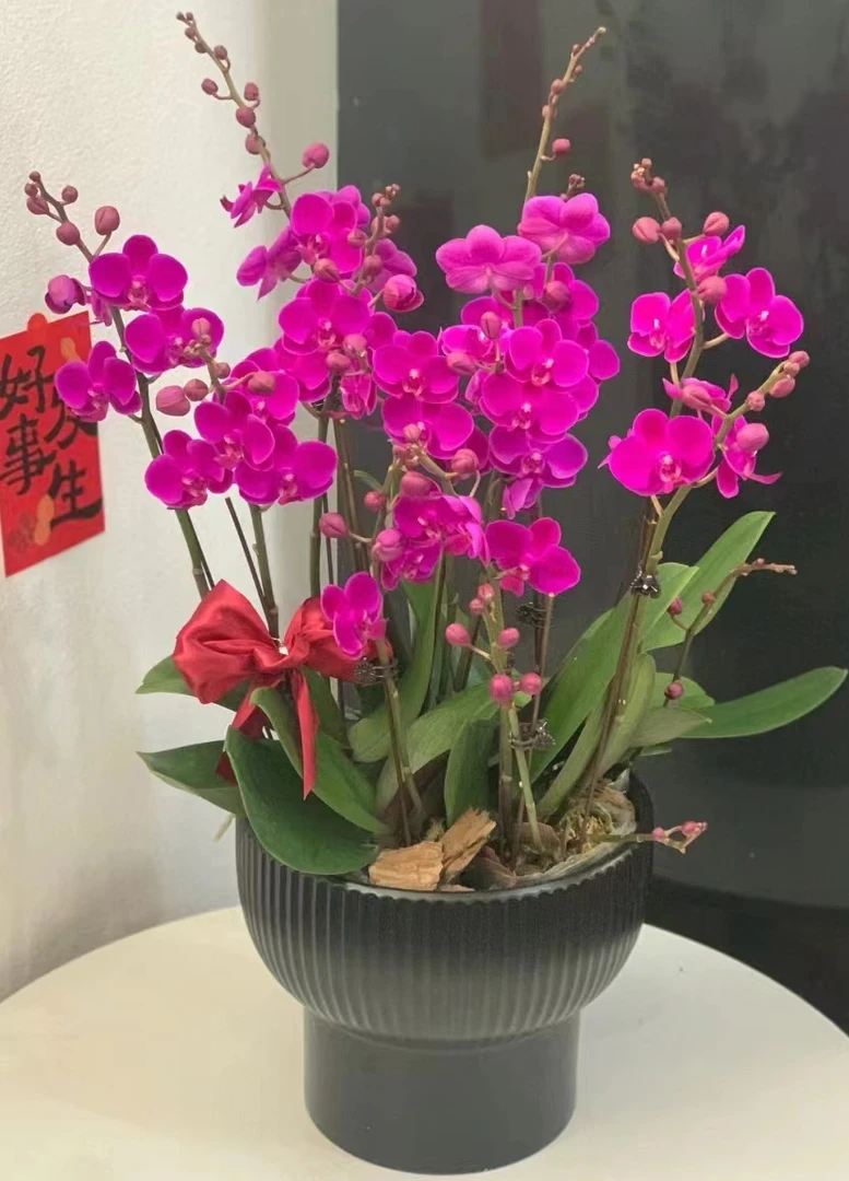 【带花剑】满天红蝴蝶兰花苗带花剑3.5寸杯