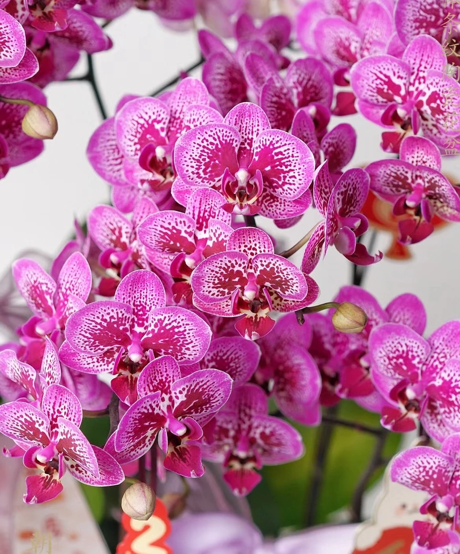 【双花剑】小孔雀蝴蝶兰花苗带花剑3.0寸杯