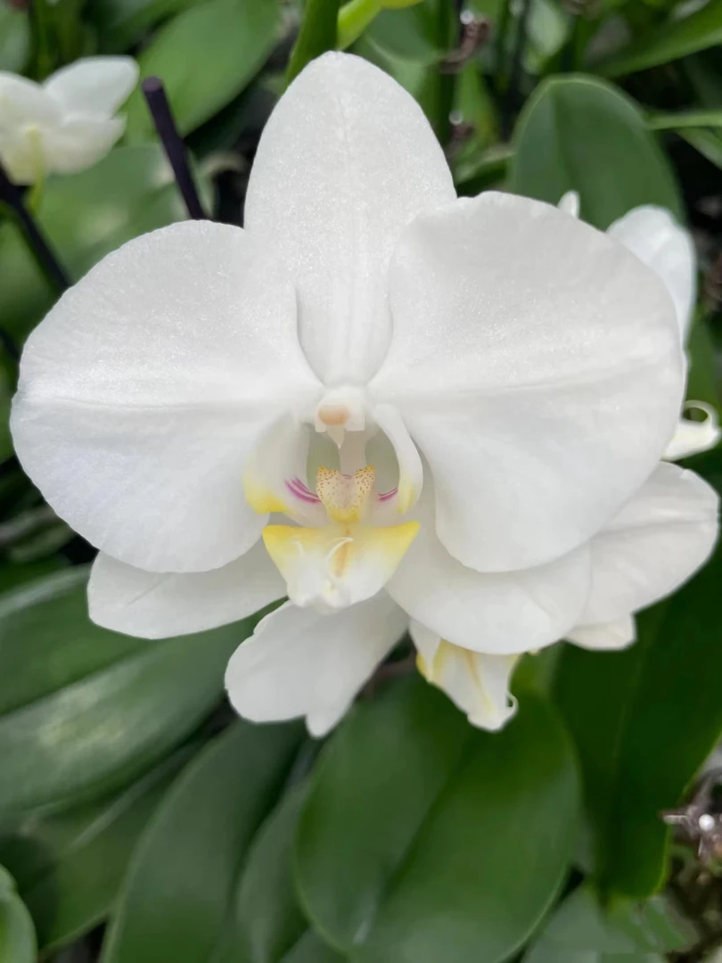 【双苗 双花剑】阿玛蝴蝶兰花苗带花剑2.8寸杯