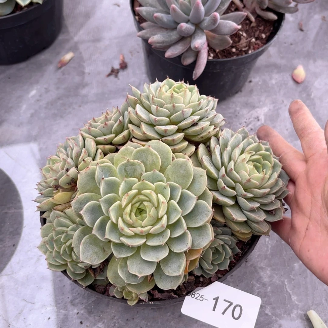 同温层多肉笨吧170
