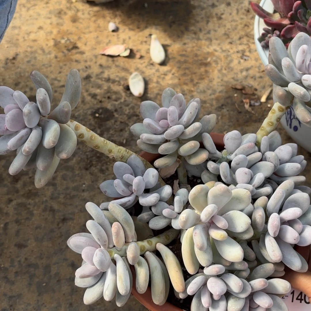 同温层多肉桃美人140