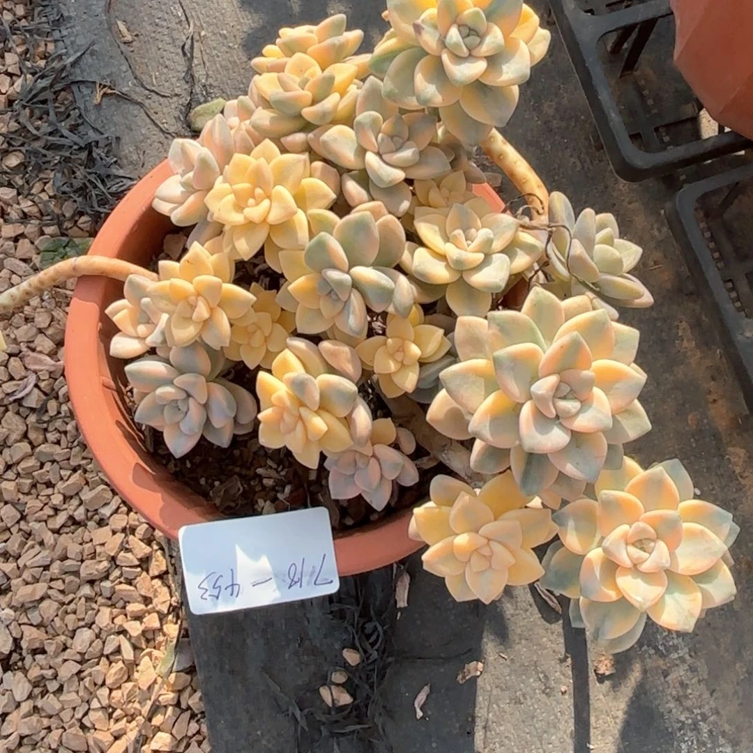 同温层多肉美杏景453