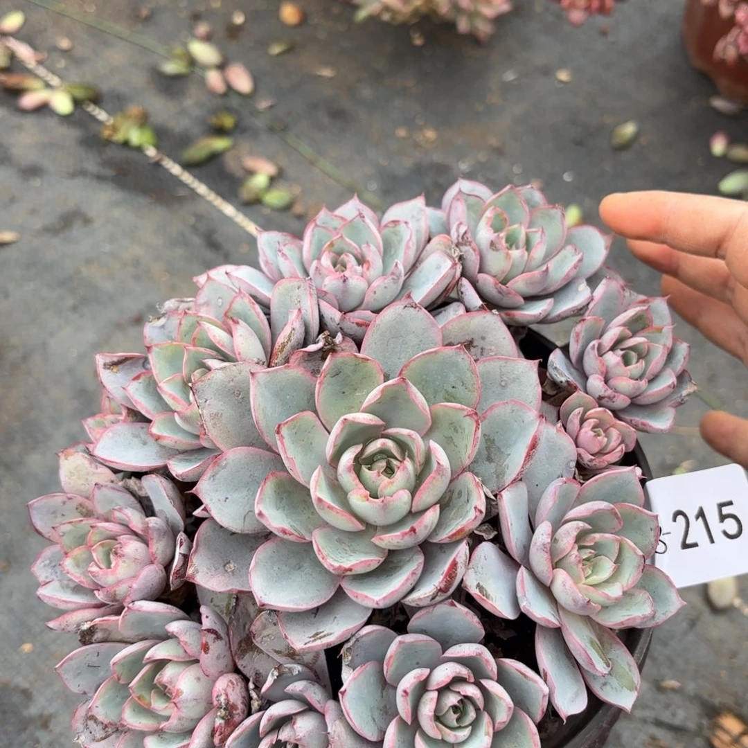同温层多肉赫拉215