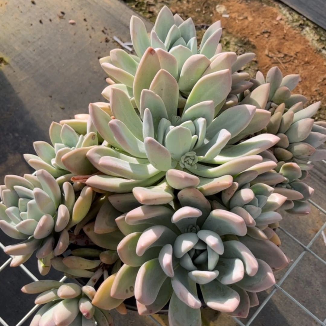 【闪购商品】用****8奥普