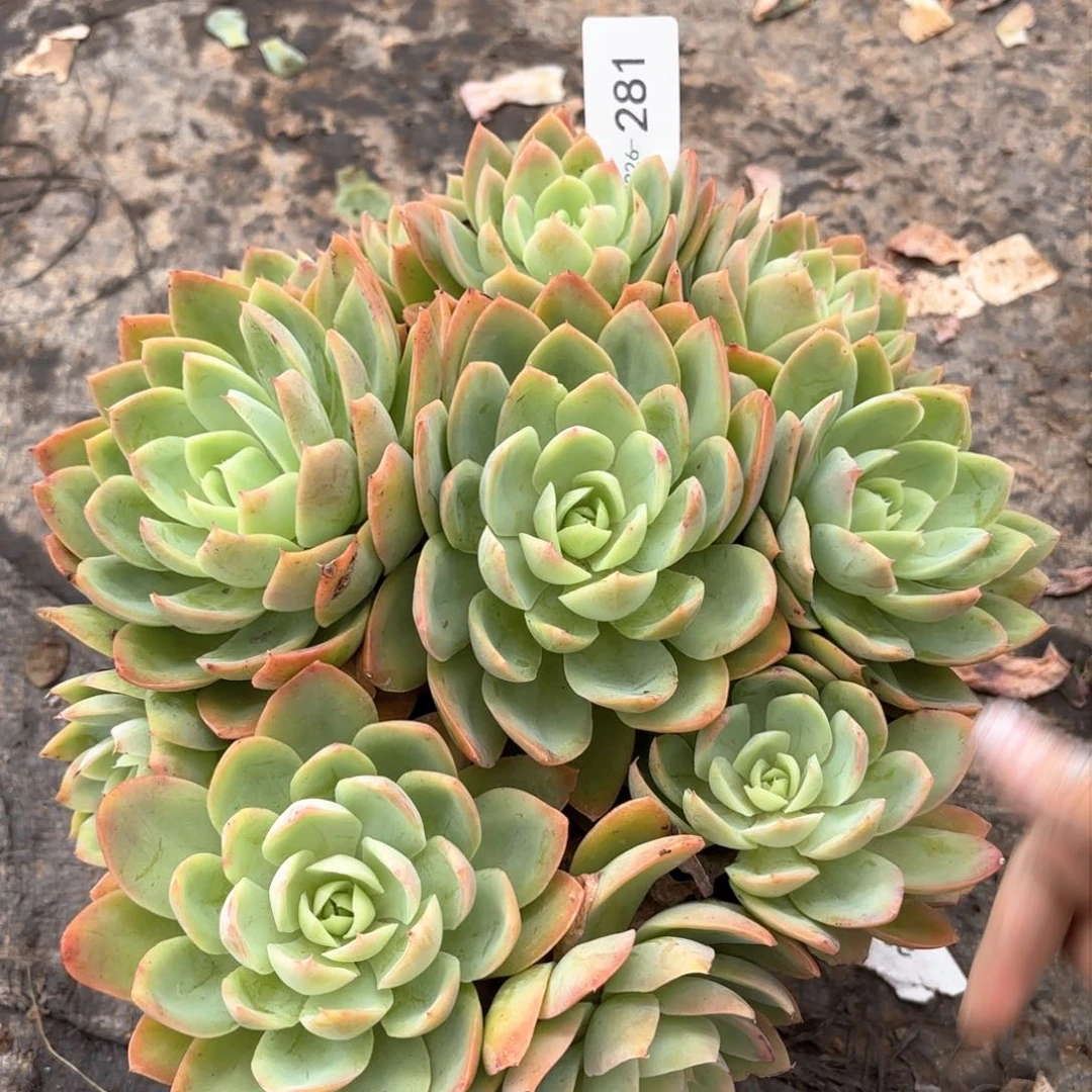 同温层多肉丝绸281