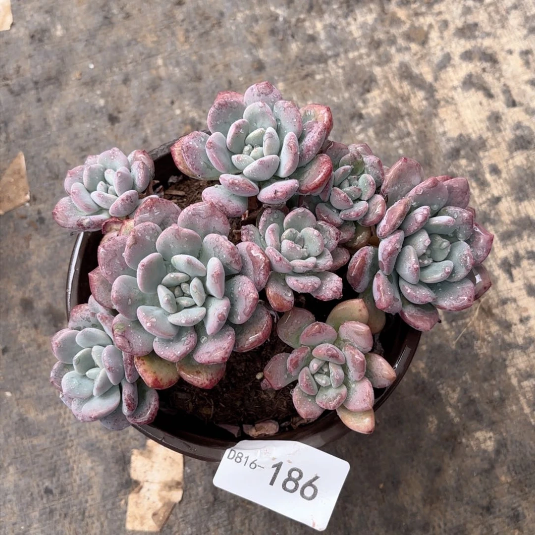16186白露同温层花卉