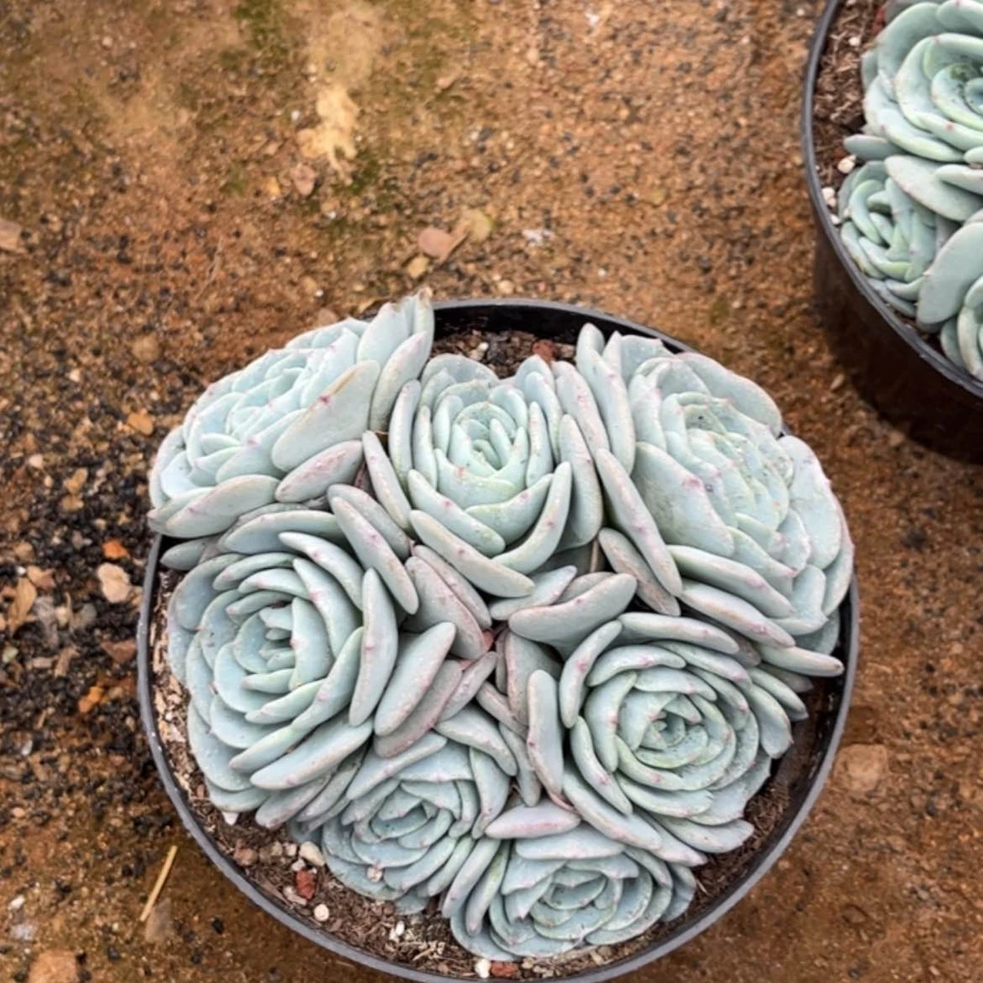 【闪购商品】江****陈勃朗峰