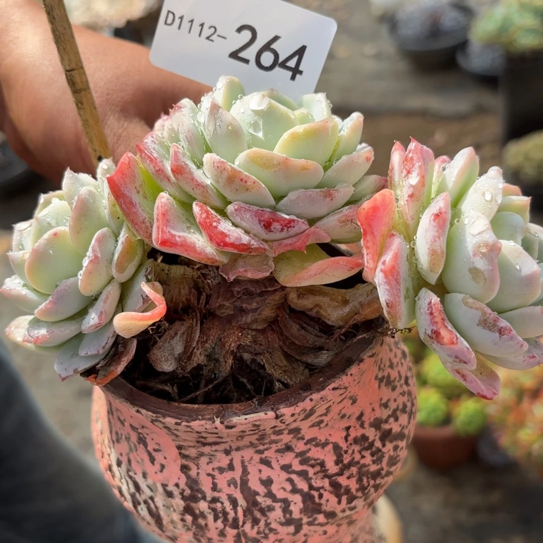 同温层多肉白雪女王264