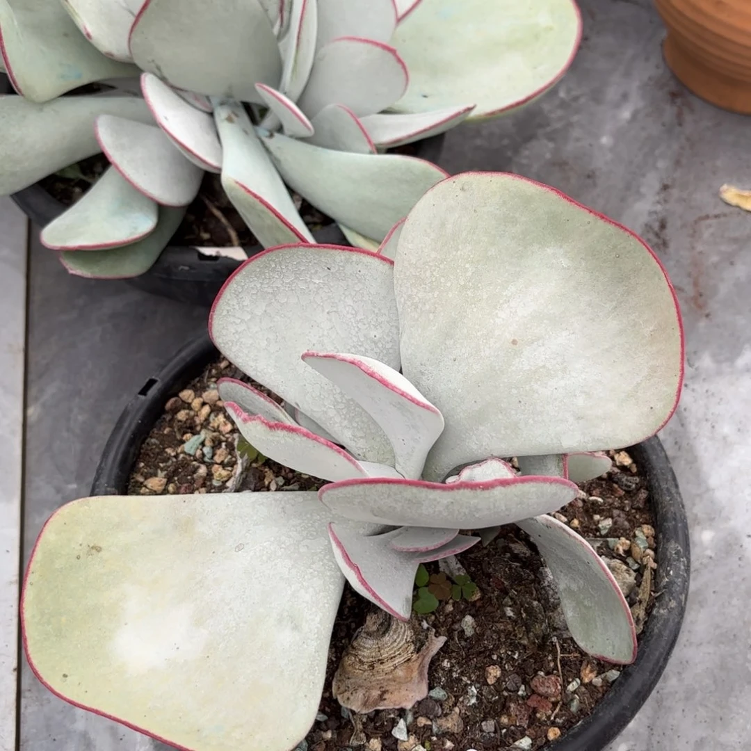 同温层多肉白眉26