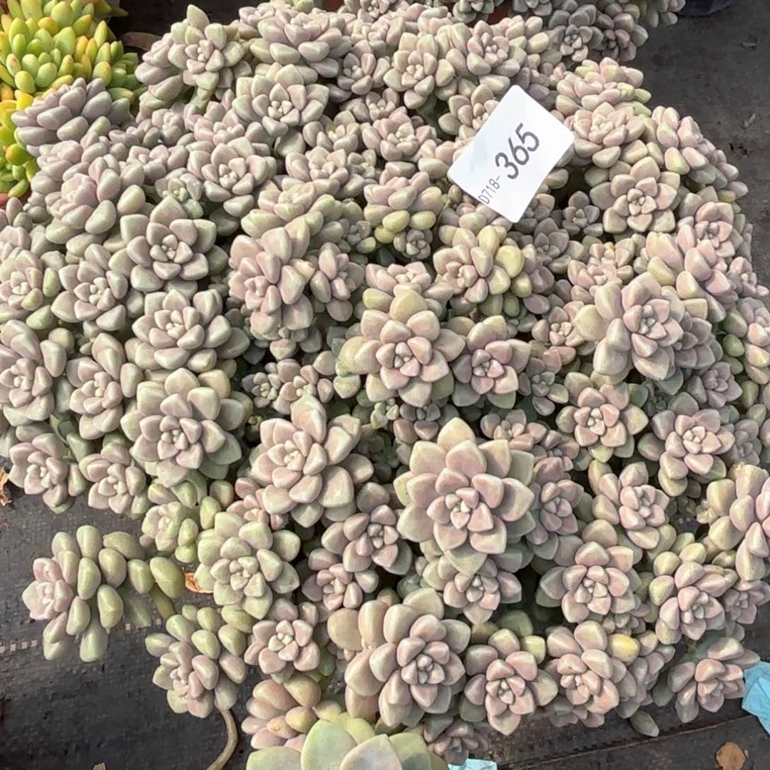 同温层多肉丸叶姬秋丽365