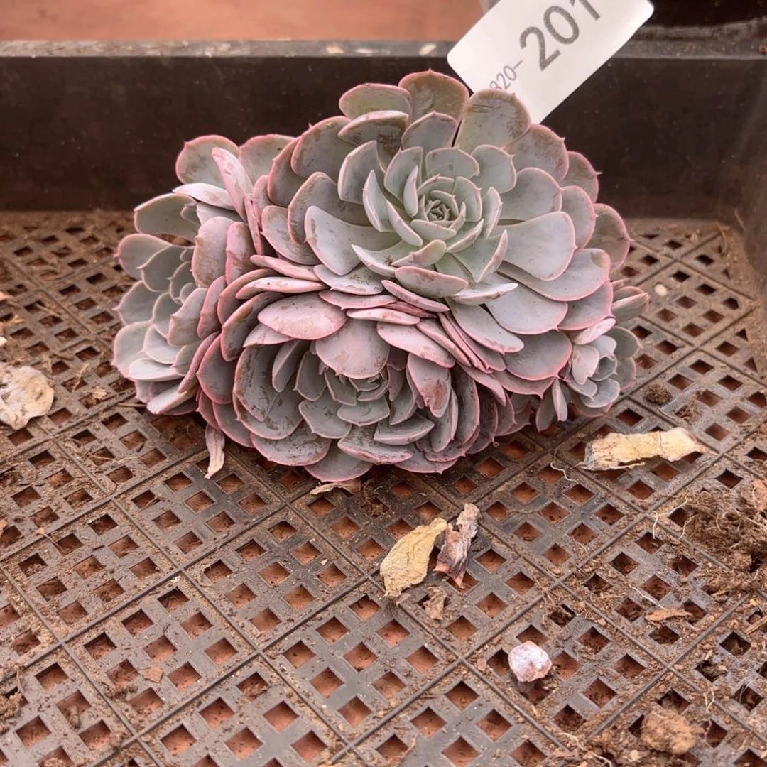 20201天赐同温层花卉