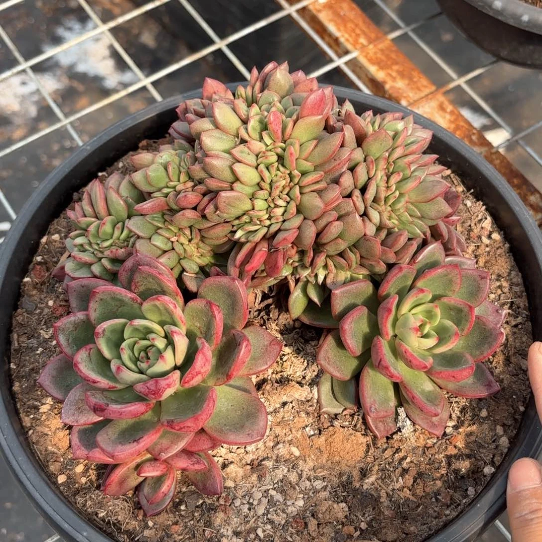 同温层多肉夏洛特花园缀174