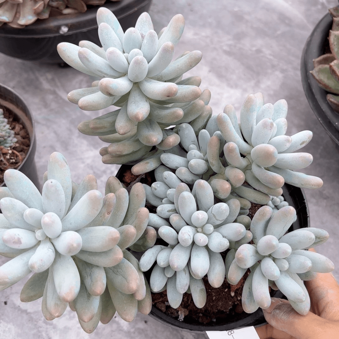 同温层多肉汤圆212