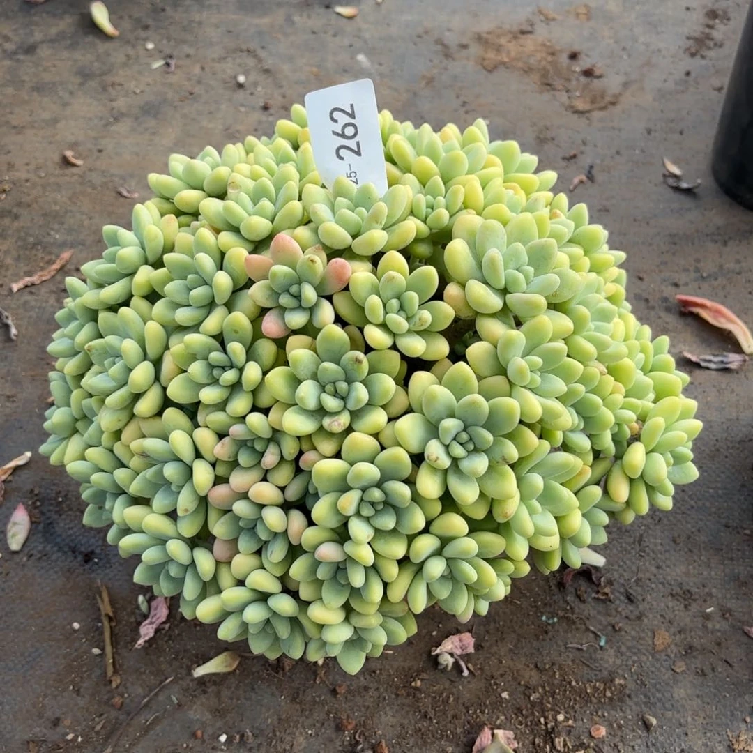 同温层多肉奶酪蛋糕262