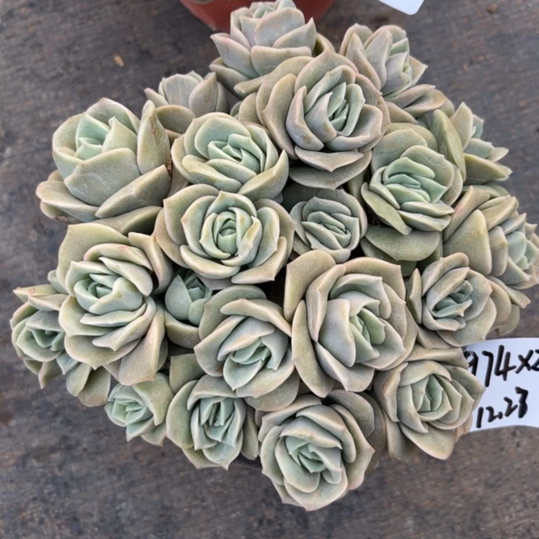 【闪购商品】我**儿可爱玫瑰2