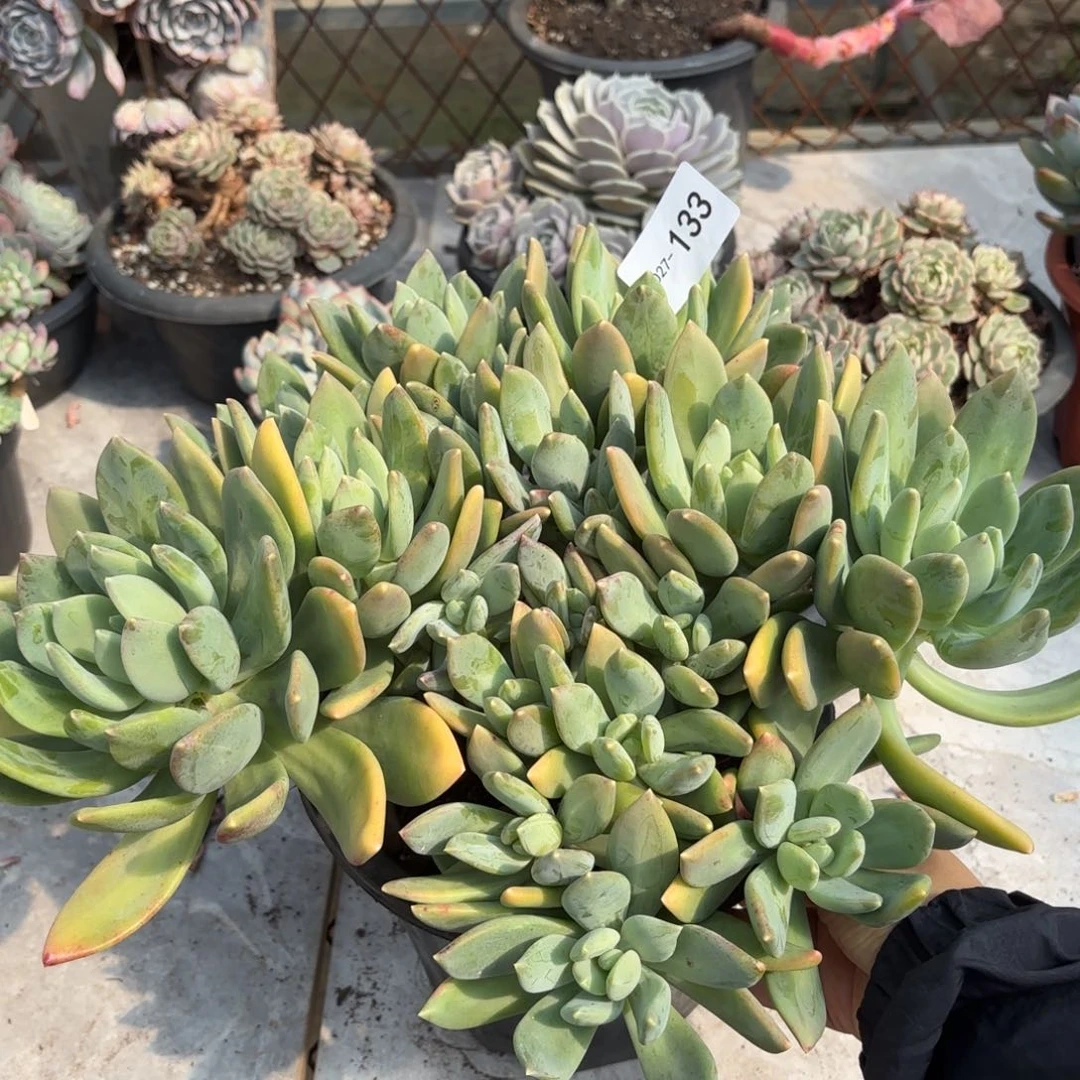 同温层多肉海洋之星133