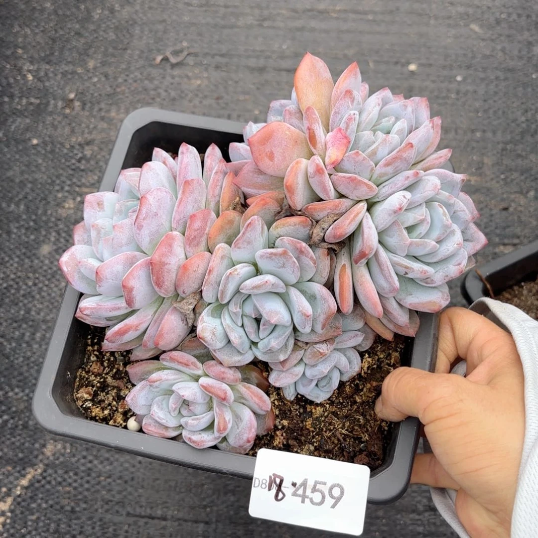 18459橙梦露同温层花卉