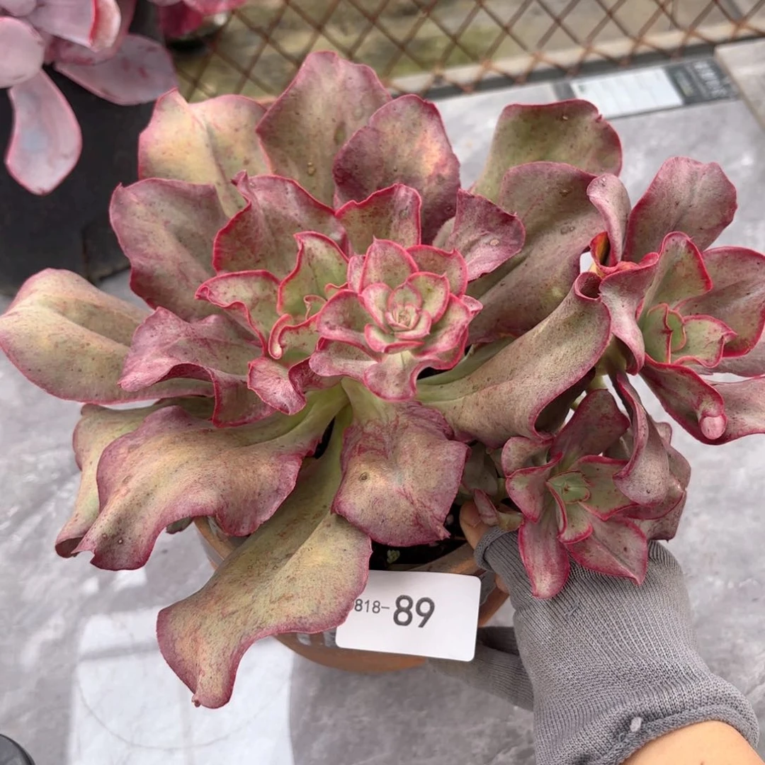 1889原始初吻同温层花卉