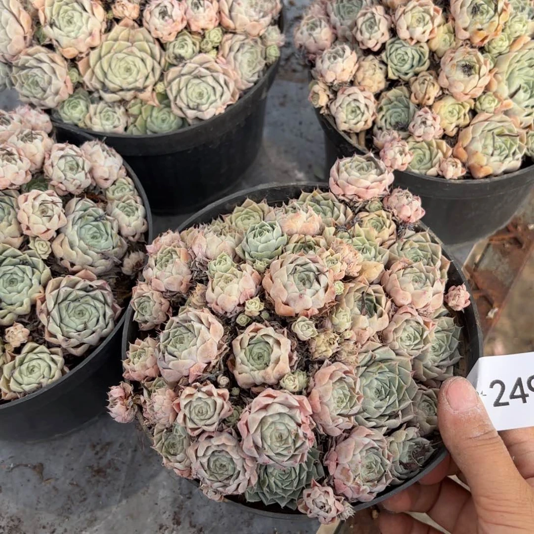 同温层多肉韩版小风车249量拍