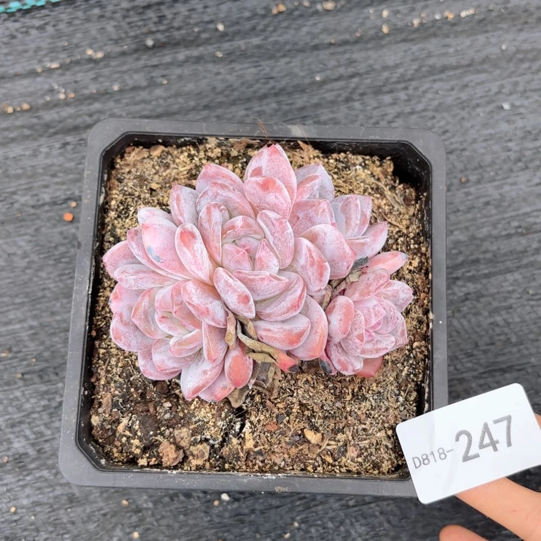 18247橙梦露温层花卉