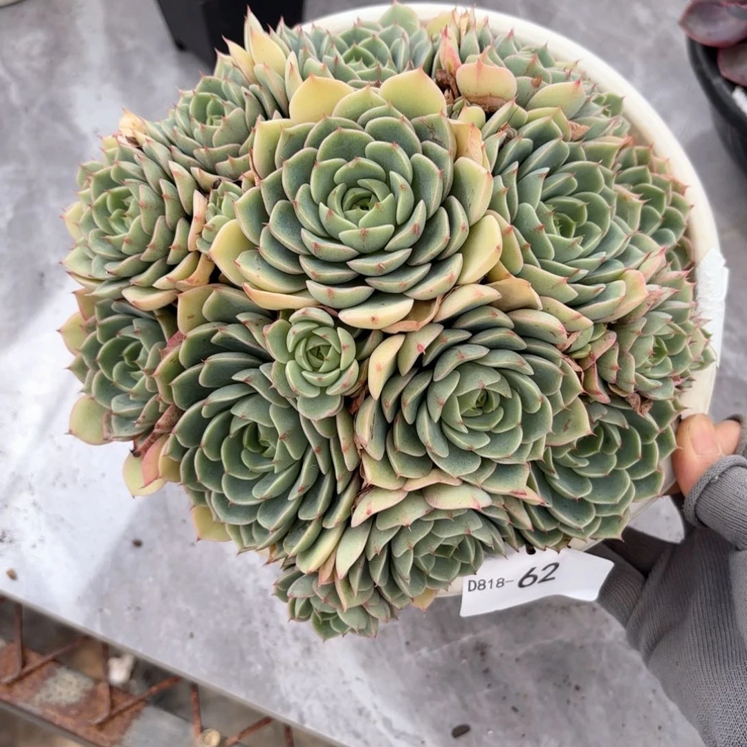 1862笨吧同温层花卉