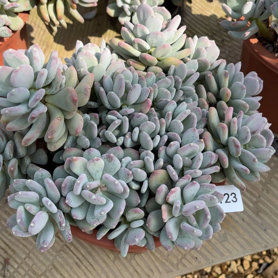 一**年同温层多肉稻田姬123