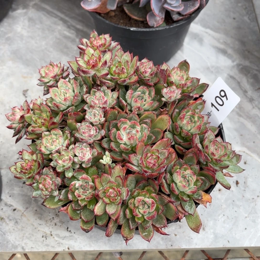 宋***呀同温层多肉绿龙109