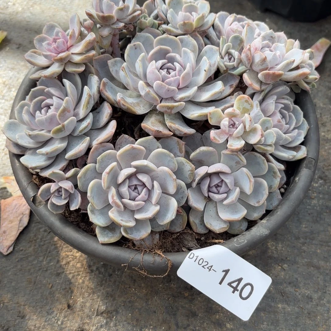 同温层多肉汉堡140