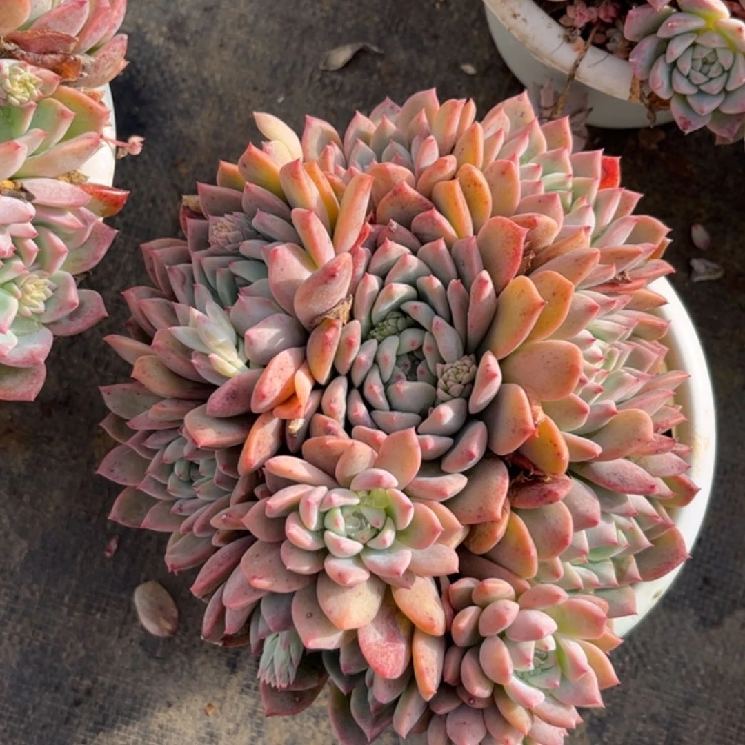 【闪购商品】孙**?霜花