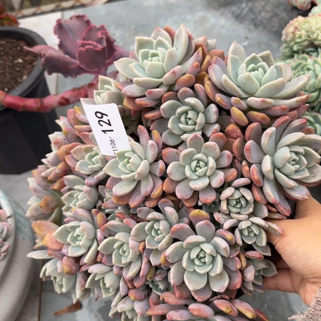 同温层多肉克洛伊129