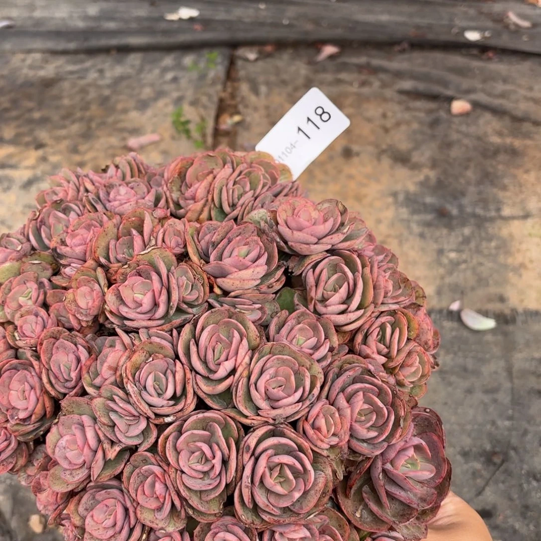 同温层多肉秀妍118