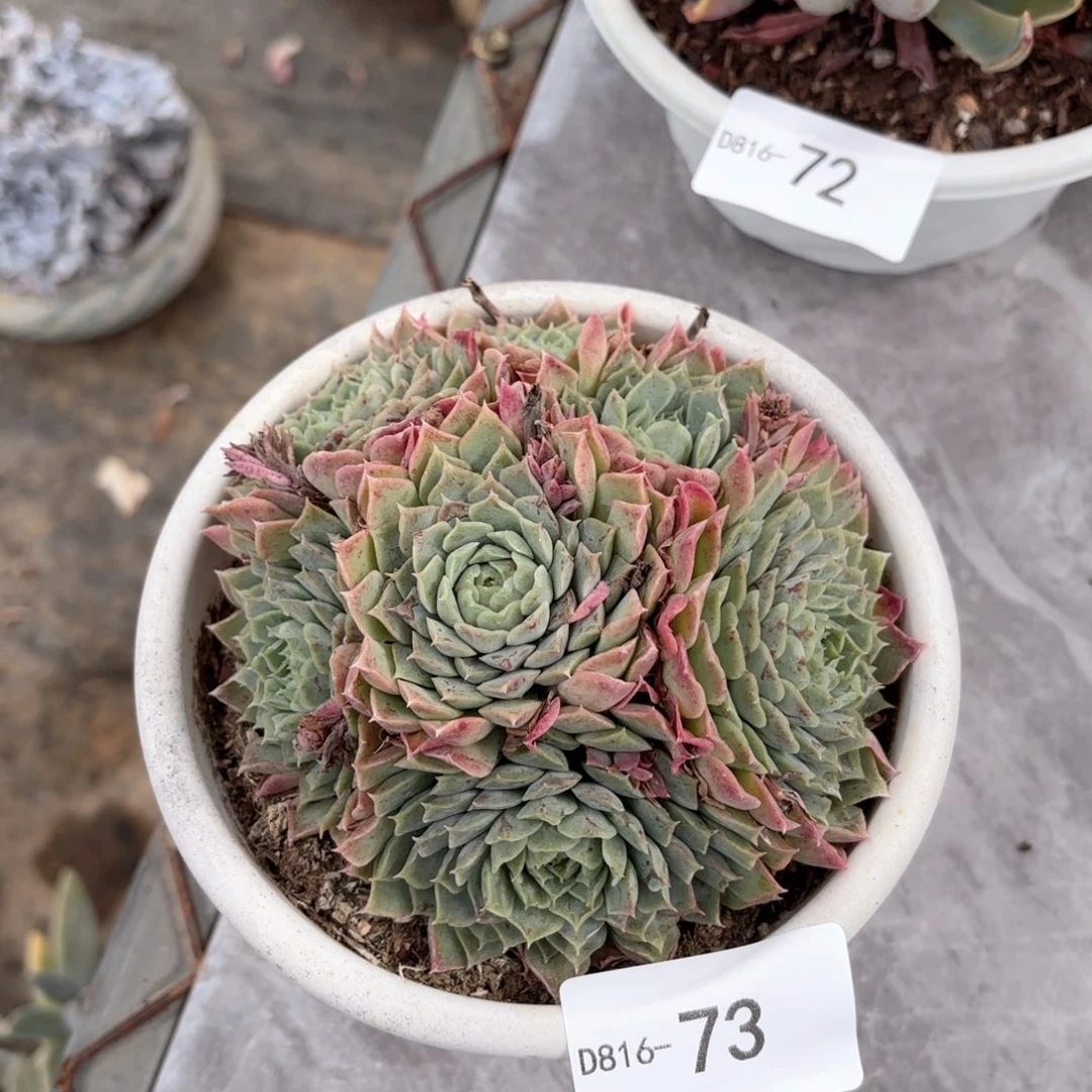 1673朱砂痣同温层花卉