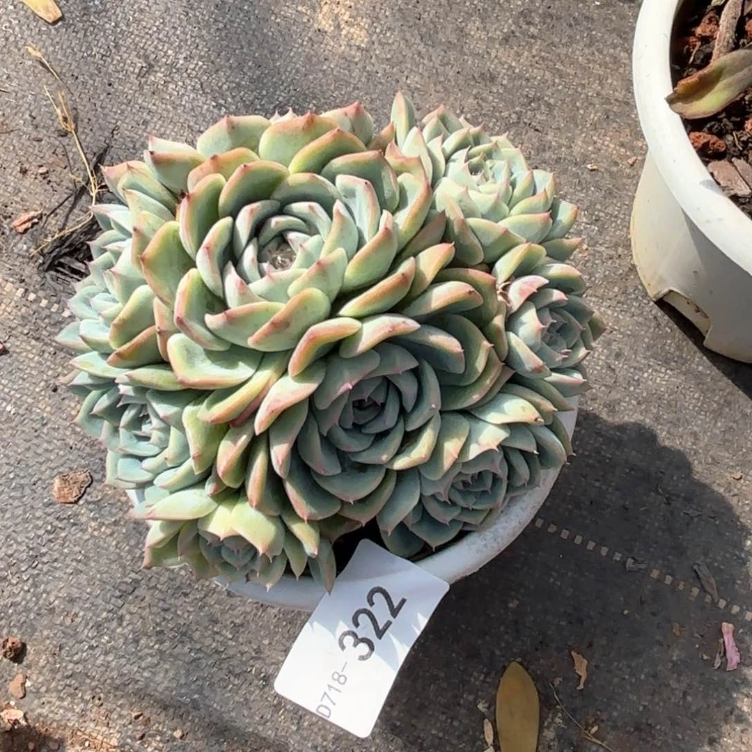 同温层多肉粉水晶322
