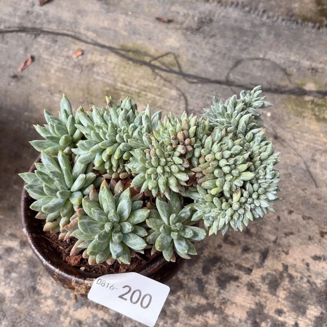 16200炫彩星同温层花卉
