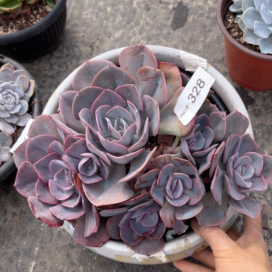 19328尘埃玫瑰同温层花卉