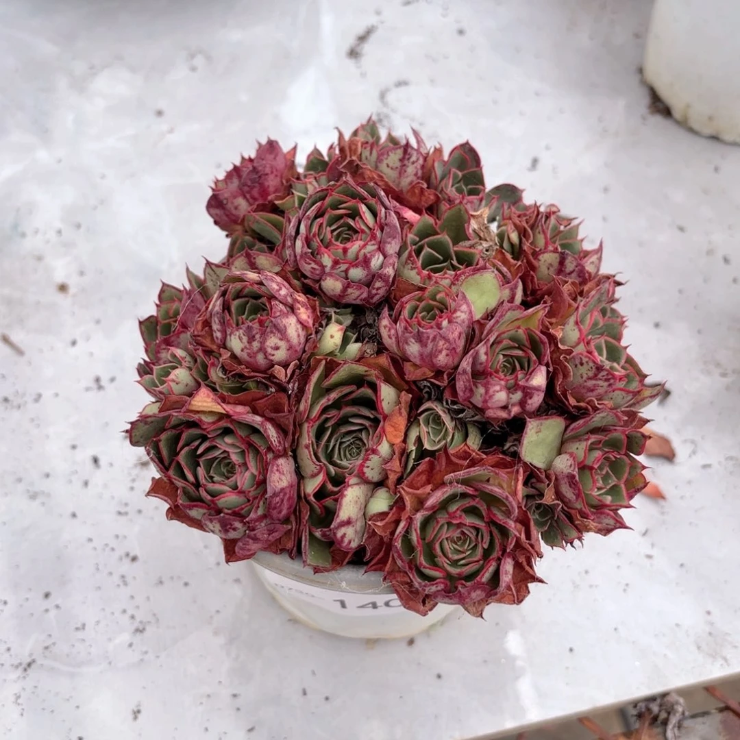同温层多肉伊丽莎白140
