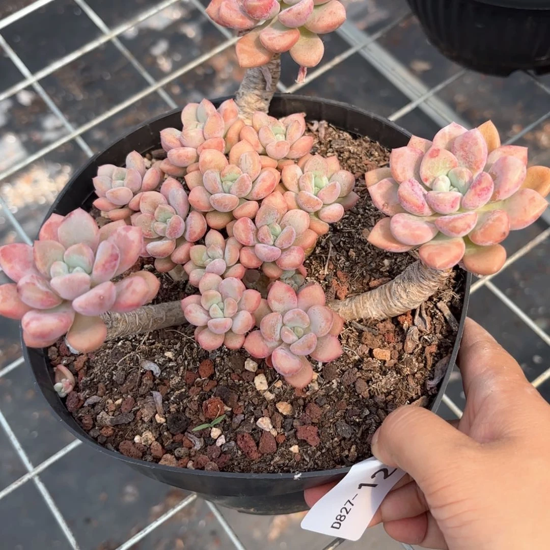 花斑鹿122 同温层多肉