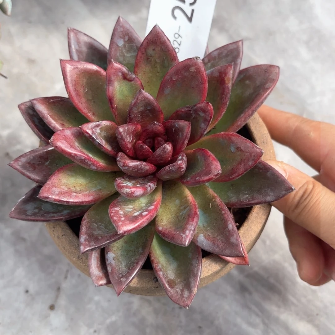 同温层多肉丰沛玫瑰25