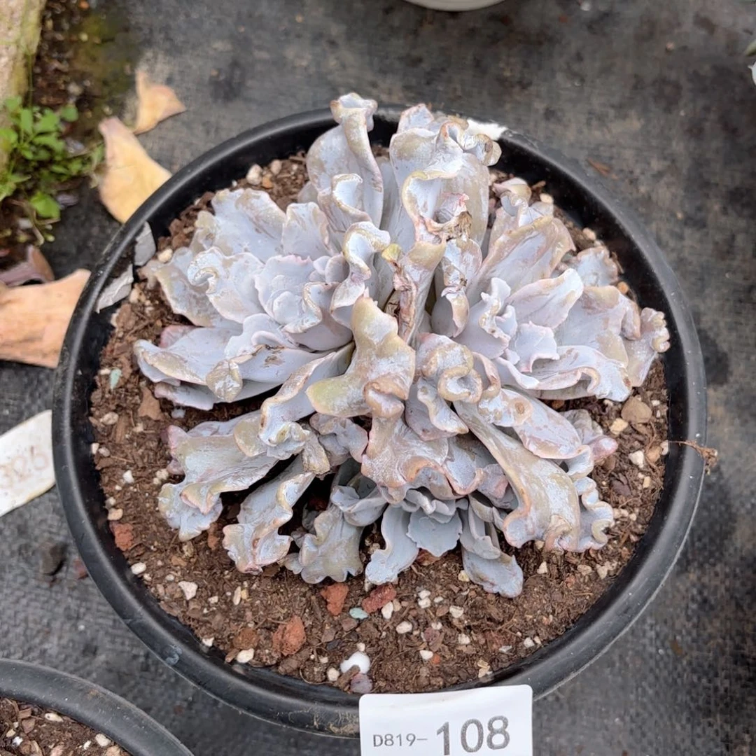 19108白饺子皮同温层花卉