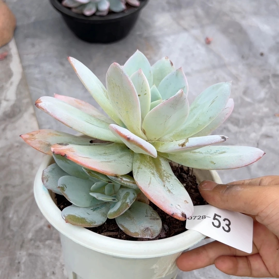同温层多肉奶茶53