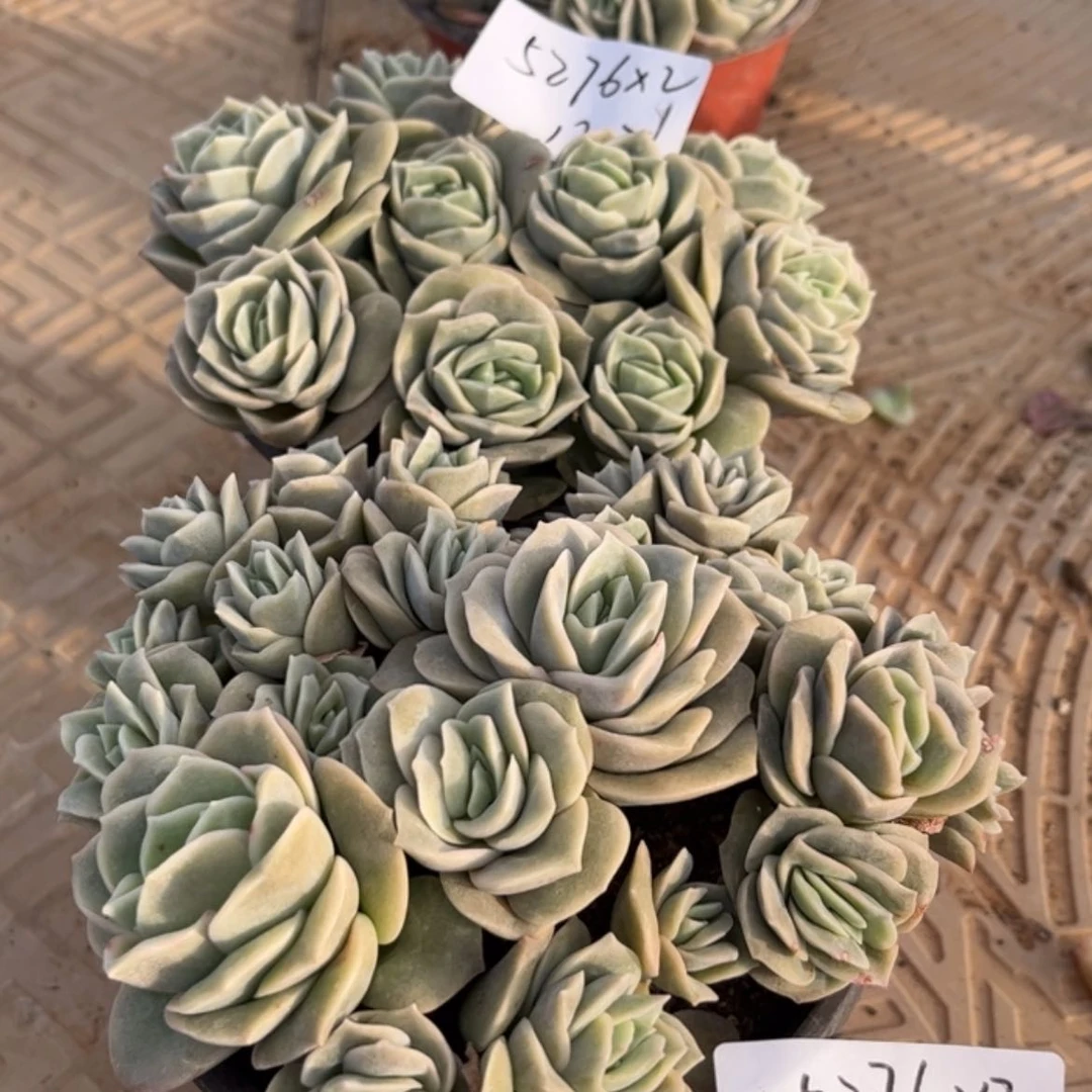 【闪购商品】小**y可爱玫瑰2