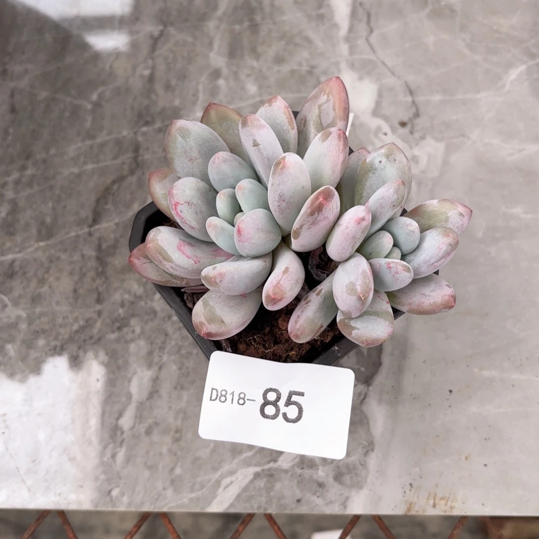 1885香水同温层花卉