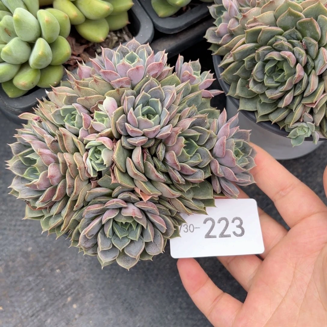 同温层多肉玫瑰夫人223量拍