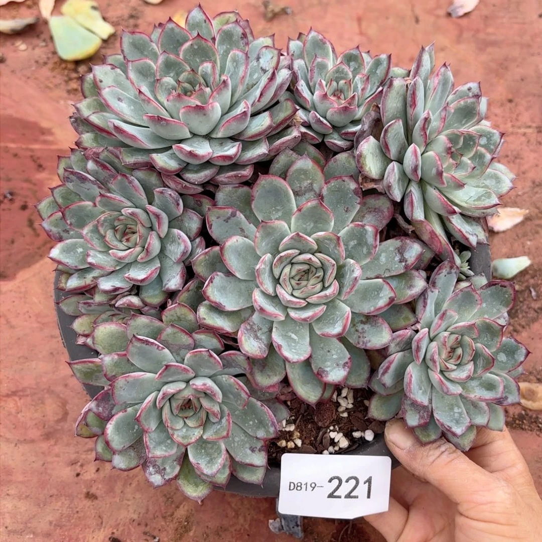 19221荷花同温层花卉