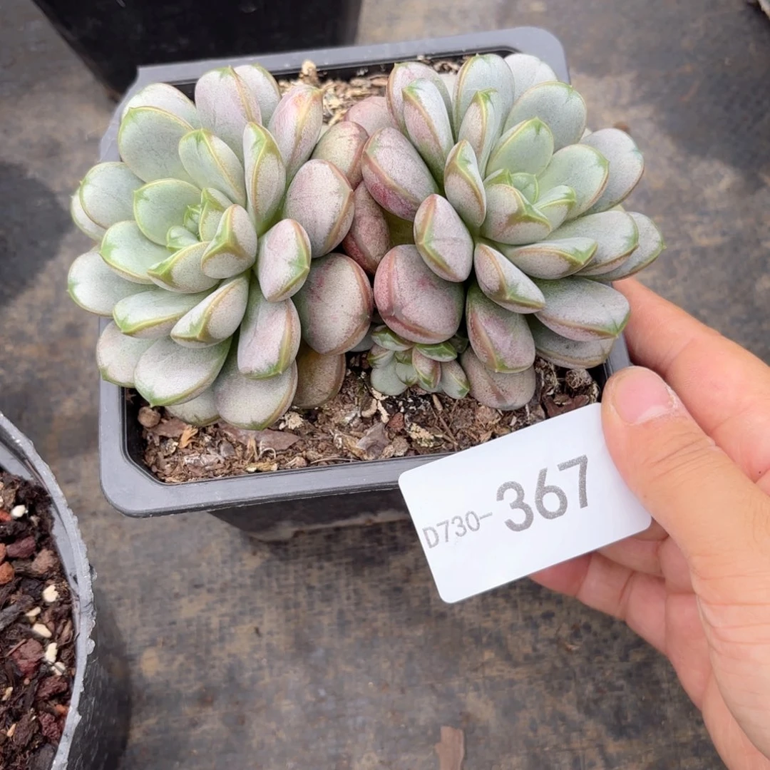 同温层多肉葡萄367